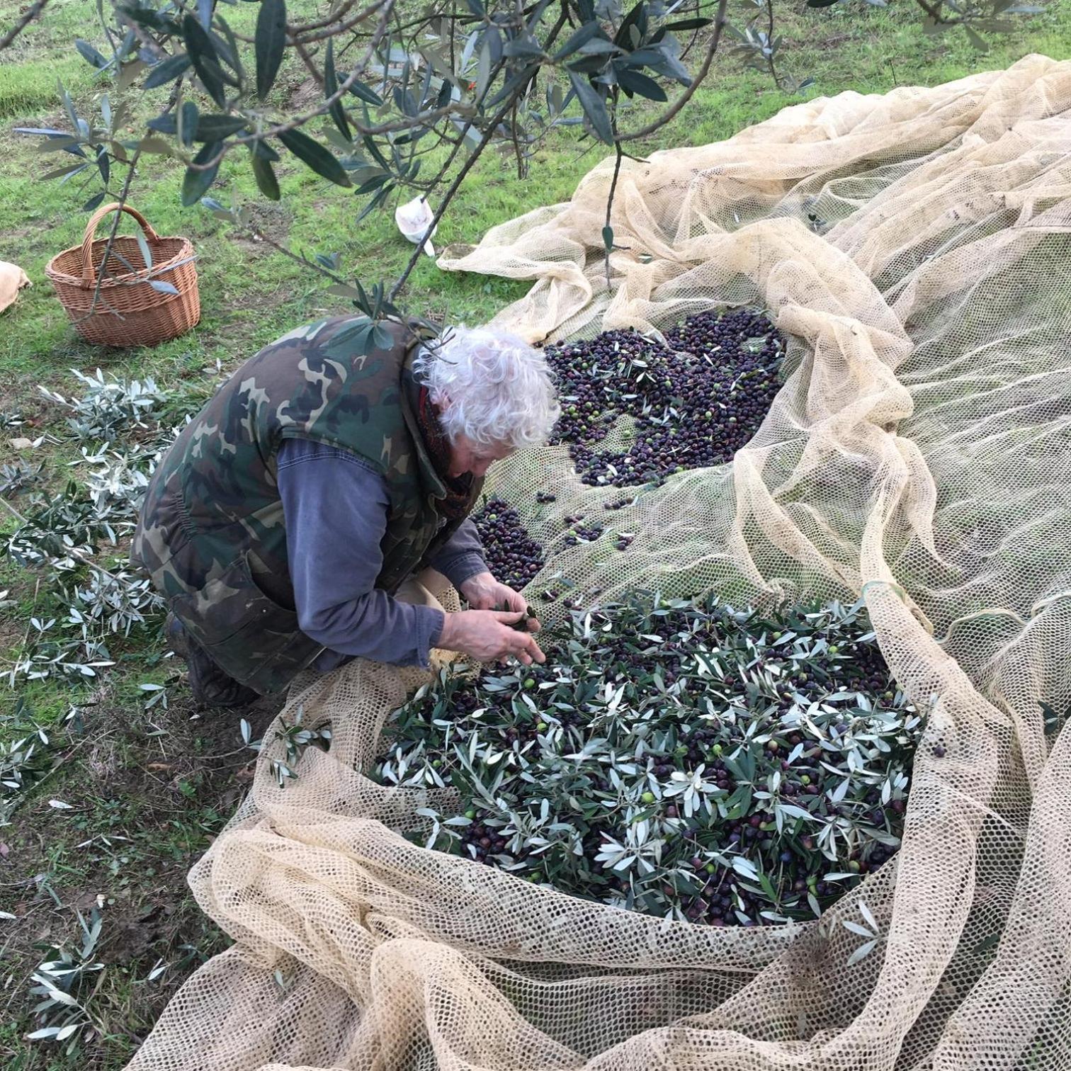 Villa Porcigliano Olive Grove Polcanto Eksteriør bilde