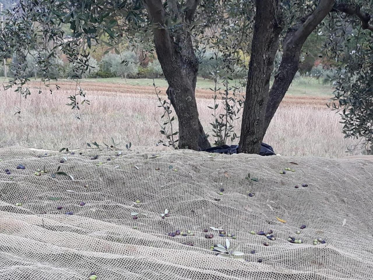 Villa Porcigliano Olive Grove Polcanto Eksteriør bilde