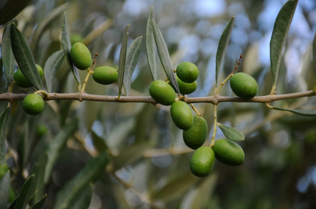 Villa Porcigliano Olive Grove Polcanto Eksteriør bilde